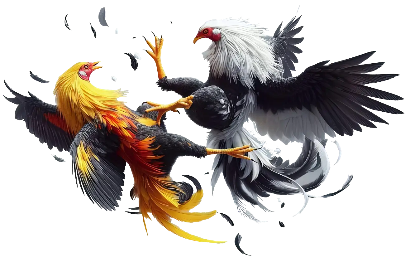home-cockfight